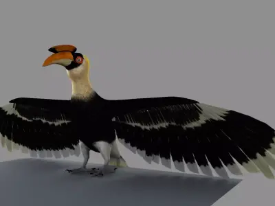 Great Indian hornbill Animation 3D model
