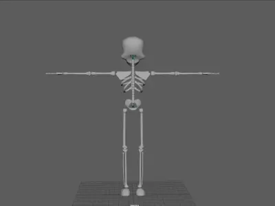 Skeleton 3D model