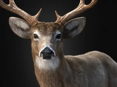 Deer 2025 static version XGEN-CORE 3D model