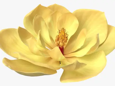 Magnolia Blossom with Stamen Column Yellow Fur 3D model