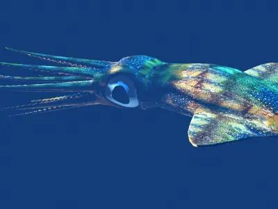 Giant Squid Low-poly 3D model