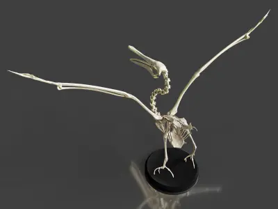 Realistic Pelican Skeleton 3D model