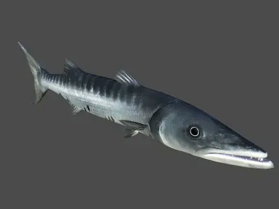 Barracuda fish Low-poly 3D model