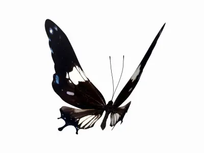 butterfly scalewing wing fly 3D model