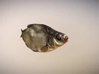 photorealistic dried salty fish scan Low-poly 3D model