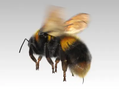 Bumblebee with wings Low-poly 3D model