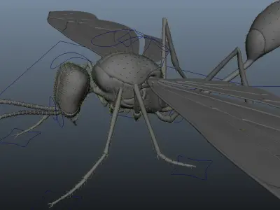 Wasp 3d model with basic rig setup  3D model