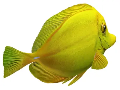 Fish Yellow tang Low-poly 3D model