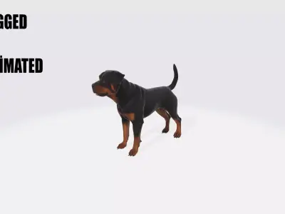 Realistic Rottweiler Dog Animated and Rigged 3D model