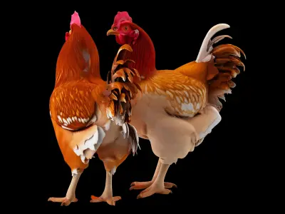Chicken 3D model