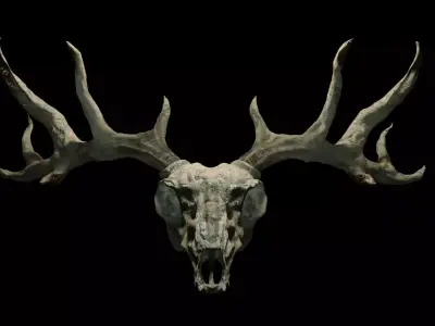 Deer skull with Antlers 3D model