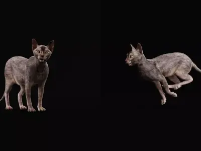 Lykoi Wolf Cat Free 3D model