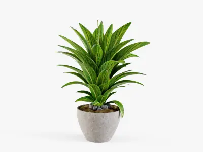 Plant 5 3D model