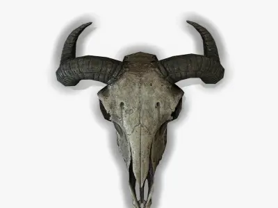 Animal Skull Low-poly 3D model