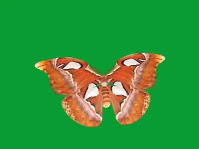 Atlas Moth Butterfly Low-poly 3D model