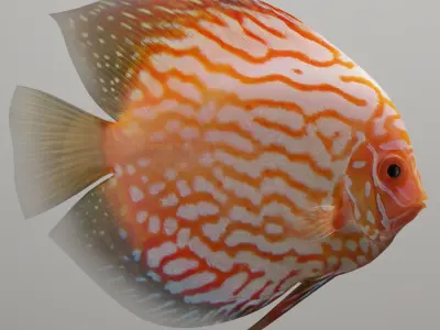 Discus fish 3D model