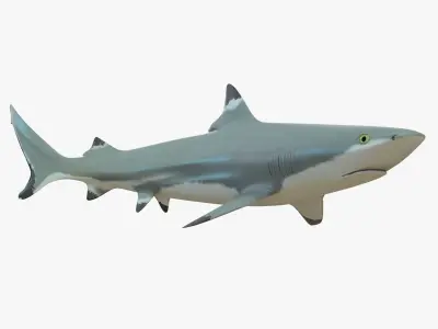 Blacktip Reef Shark Low-poly 3D model