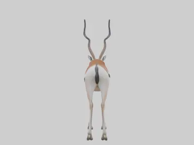 Cuviers gazelle Low-poly 3D model