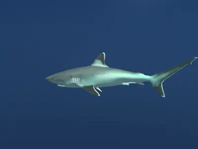 Silvertip Reef Shark Free low-poly 3D model