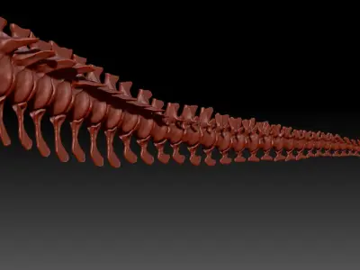 TRex Tail Set Skeletons 3D model