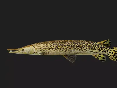 Alligatorgarc Low-poly 3D model