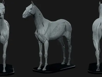 Horse Anatomy Kit Commercial License Low-poly 3D model