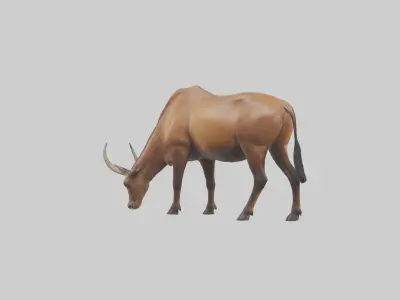 Hartebeest grazing model Low-poly 3D model