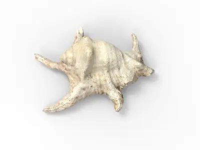 Full detailed sea shell photogrammetry 3D model