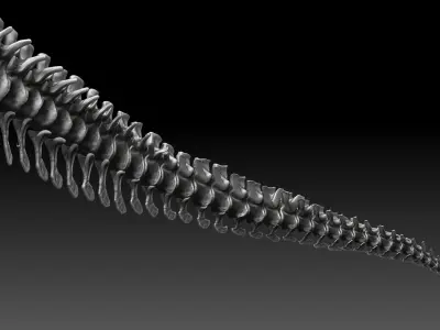 Dinosaur Tarbosaurus Bataar Tail Set 3D model
