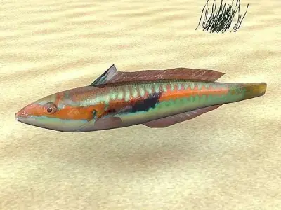 Knez - Coris julis Low-poly 3D model