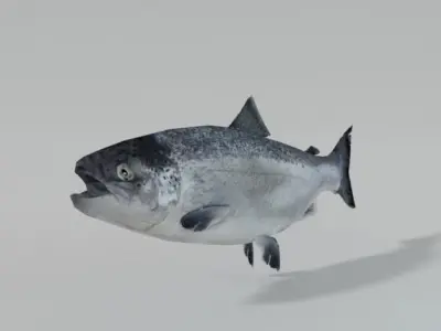Salmon Fish Low-poly 3D model