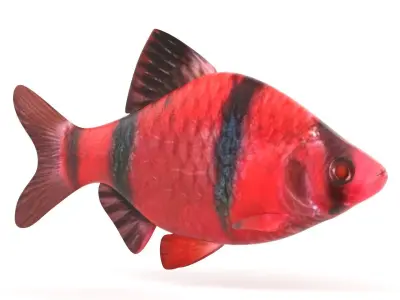 Red Tiger Barb 3D model