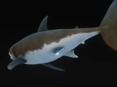 Jaws White Shark Low-poly 3D model