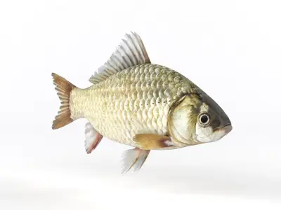 Fish Crucian Carp 3D model