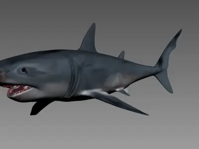 shark 3D model