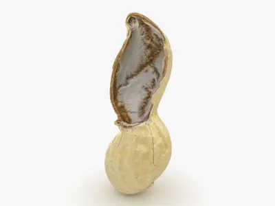 Open Peanut Shell 01 3D model