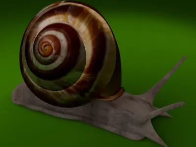 snail 3d model Low-poly 3D model