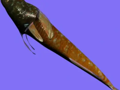 Tripterygion Fish Rigged Low-poly 3D model