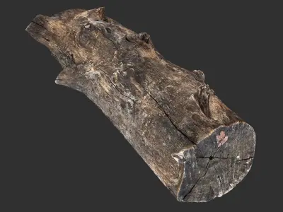 Withered tree trunk 3d scan in highpoly 3D model