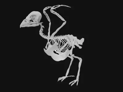 Sparrow skeleton 3D model