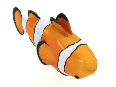  Clown Fish 3D model