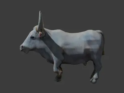 pakistani rajistan long horn white bull 3d model Free low-poly 3D model