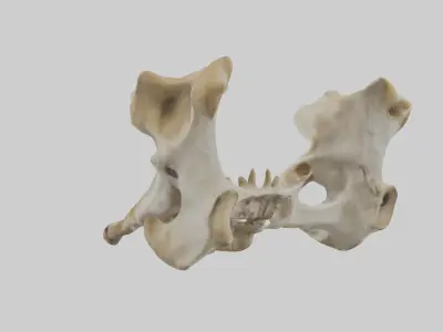 Giraffe Pelvis Low-poly 3D model