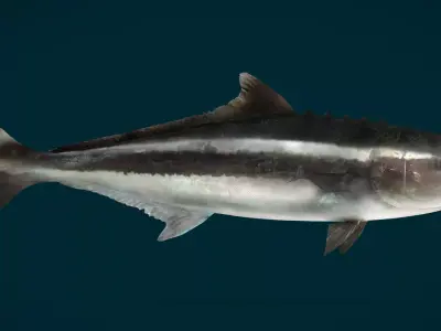 Cobia Fish Animated 3D model