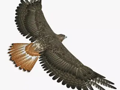 Hawk ANIMATED 3D model