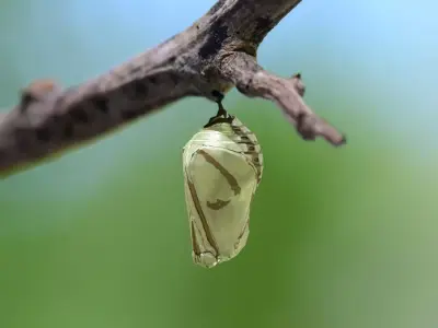 Chrysalis 5 butterfly on branch 3D model