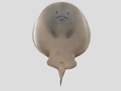 Sleeper Ray Realistic Animated Low-poly 3D model