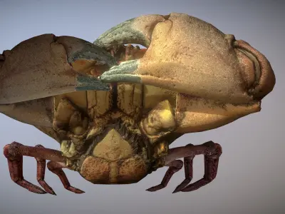 Scanned photorealistic Crab Low-poly 3D model