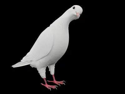 Realistic Animated White Dove Low-poly Low-poly 3D model