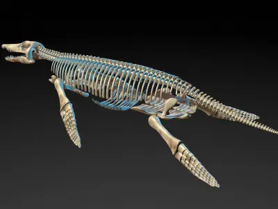 Pliosaur skeleton 3D model